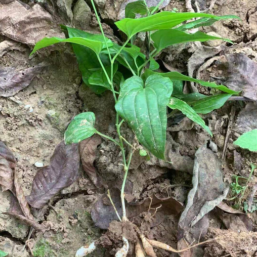 四川省广元市对叶百部苗种植基地