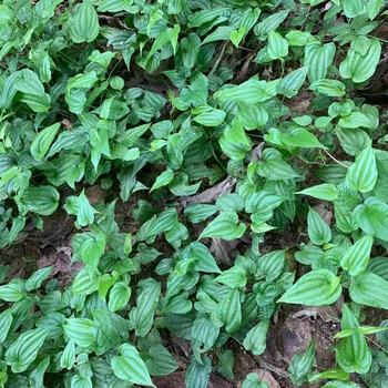 四川省资阳市对叶百部苗种植基地