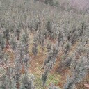 湖南省永州市紅豆杉苗銷售