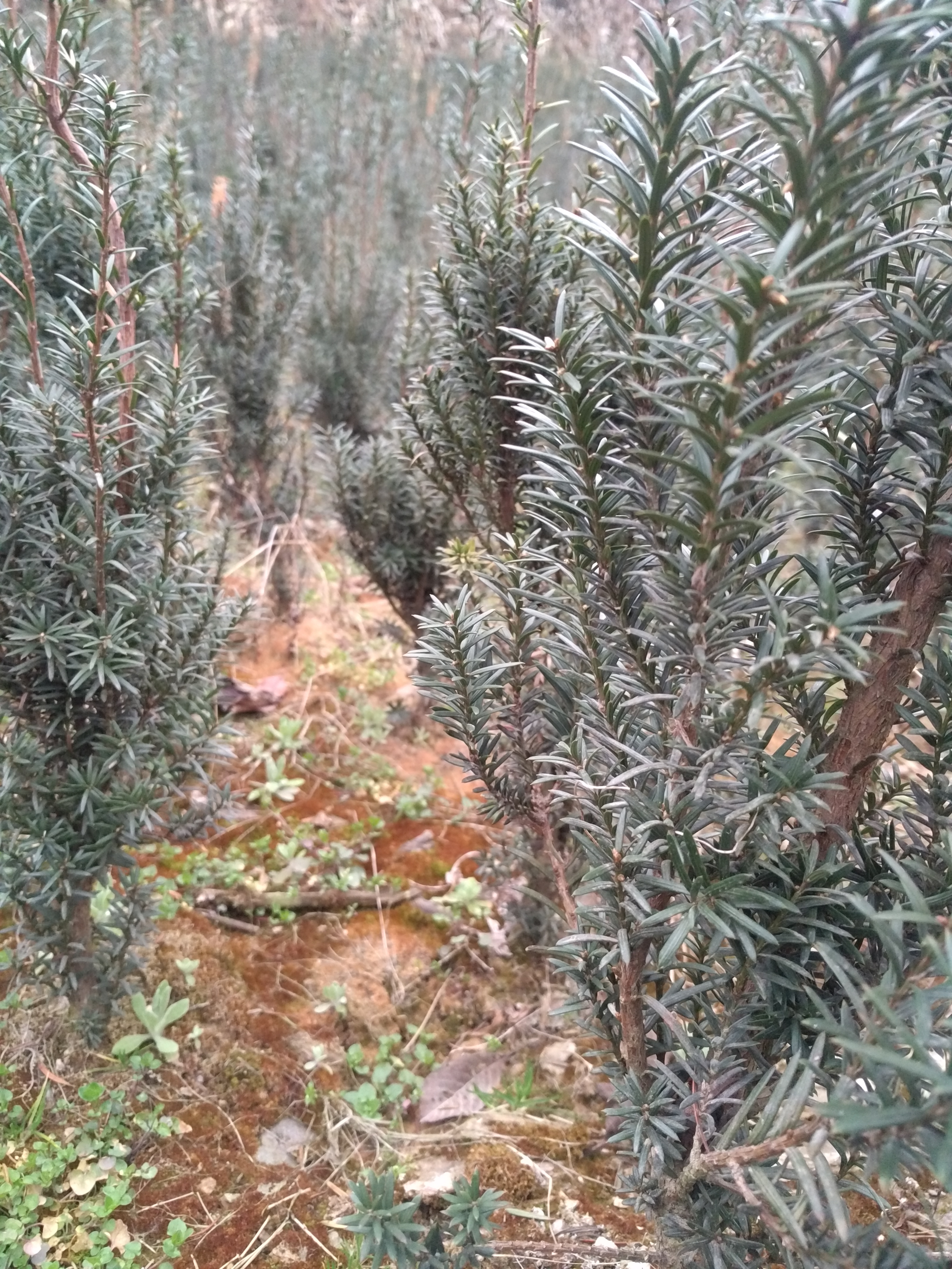 贵州省安顺市南方红豆杉苗种植技术