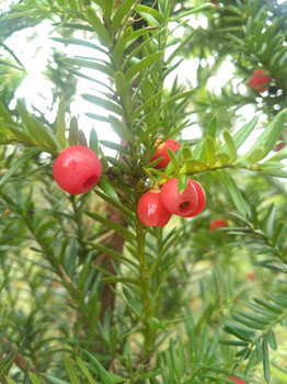 山东省莱芜市两年红豆杉苗产地