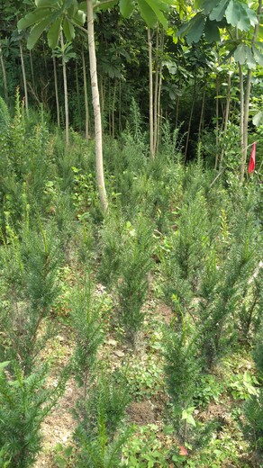 江蘇省宿遷市南方紅豆杉苗種植技術