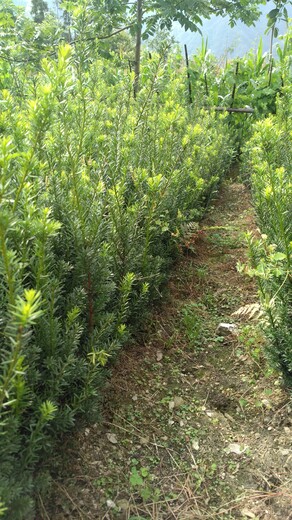 河北省衡水市1米红豆杉苗种植技术