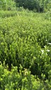 山西省長(zhǎng)治市兩年紅豆杉苗多少錢
