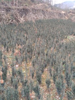 湖南省邵阳市三年红豆杉苗种植技术