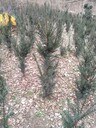 山東省泰安市紅豆杉苗種植基地