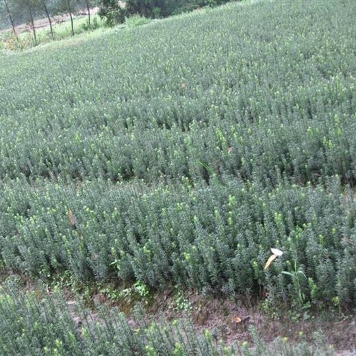 贵州省安顺市南方红豆杉苗种植技术