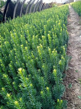 重庆南方红豆杉苗种植基地