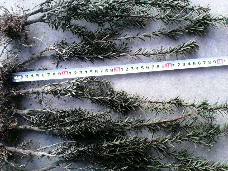 四川省阿坝州曼地亚红豆杉苗销售