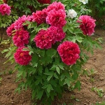 花王牡丹花苗開花大苗洛陽牡丹苗花王品質(zhì)大量批發(fā)價(jià)格