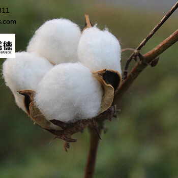 棉花期現(xiàn)聯(lián)動(dòng)價(jià)格堅(jiān)挺紡企隨用隨買