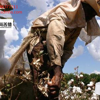 巴西棉收貨漸入高潮尚善德麻灰紗報(bào)道