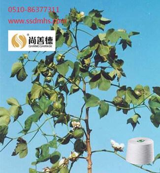 尚善德：棉花期貨沖高后回歸現(xiàn)貨成交量增加