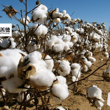 尚善德紡織：收購價凌亂，手采棉期現(xiàn)接軌