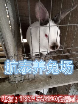 伊拉肉兔的养殖前景怎么样?现在肉兔好养殖吗，养伊拉兔的利润高吗