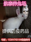 陕西獭兔养殖场榆林獭兔养殖利润