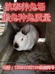 甘肃省獭兔价格新消息,兰州獭兔价格行情预测及走势分析图片5