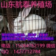 广东省獭兔养殖场德系獭兔养殖行情及养殖效益分析图片