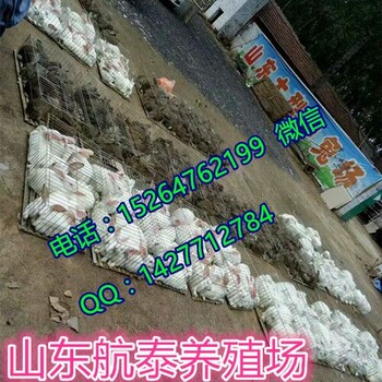 河北邯郸肉兔（种兔）养殖基地
