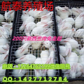 2018年养一只肉兔的成本多少钱100只肉兔年利润多少