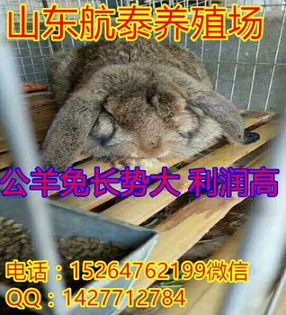 广东公羊兔新市场价格,公羊兔商品多少钱一斤了