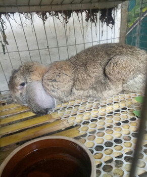 贵州六盘水养兔多不多大型养兔场在哪养兔前景如何