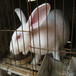 河北肉兔养殖成本分析杂交野兔养殖利润分析