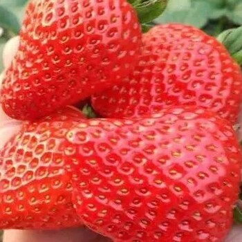草莓肥料地福来生物肥可提高草莓甜度口感产量