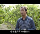 果树专用肥料地福来生物有机肥料图片