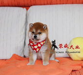 日本柴犬出售柴犬幼犬可上门挑选可签订购犬合图片5
