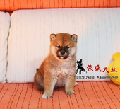 日本柴犬出售柴犬幼犬可上门挑选可签订购犬合图片3