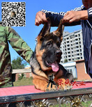 好的德牧幼犬荣盛犬业三个月小德牧新拍摄图片1