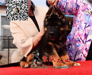 好的德牧幼犬荣盛犬业三个月小德牧新拍摄图片0