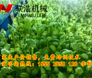 芽苗菜催芽机智能型芽苗菜机芽苗菜机价格芽苗菜机厂家直销图片