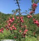 吉林鸡心果苹果苗适合哪里种植,长春鸡心果苹果苗适合哪里种植好品种图