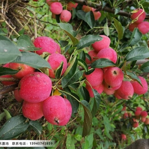 我想买鸡心果苹果苗，辽宁鸡心果树苗价格