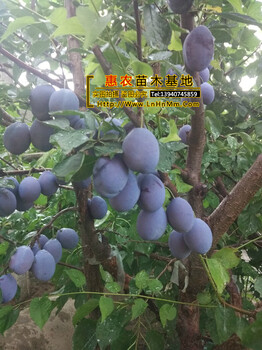 西梅女神李子苗，法蘭西西梅苗查詢(xún)