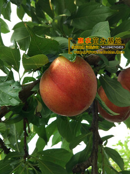 大紅袍李子樹苗、大紅袍李子樹苗惠農(nóng)苗木基地