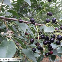 供应马哈利种子,马哈利种子基地图片