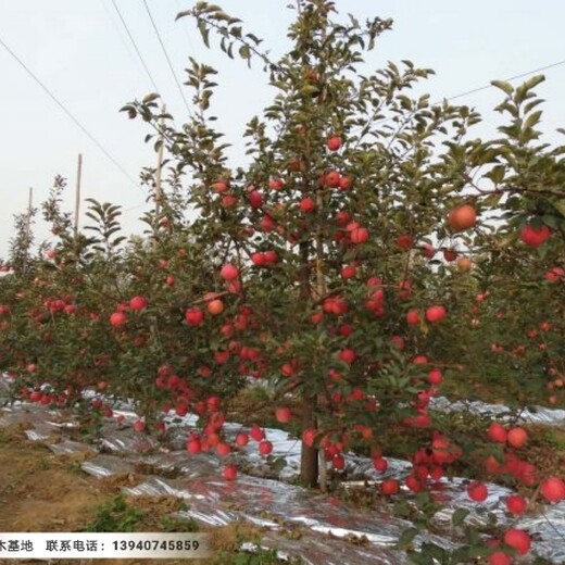 2公分寒富士苹果树苗,辽宁2公分寒富士苹果树苗新品种