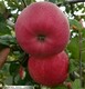 辽宁哪里有寒富苹果苗，寒富士苹果树苗产品图