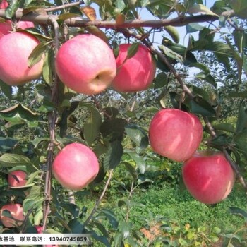 乔化寒富苹果树苗,辽宁乔化寒富苹果树苗二公分