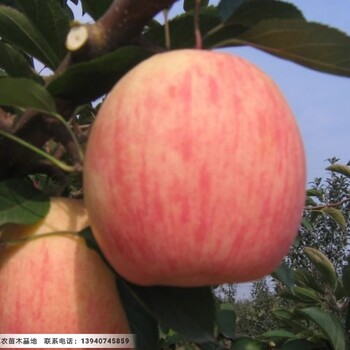 三公分寒富蘋果苗,遼寧哪里有3公分寒富蘋果苗