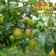辽宁南果梨树苗,二年生红南果梨树苗产品图