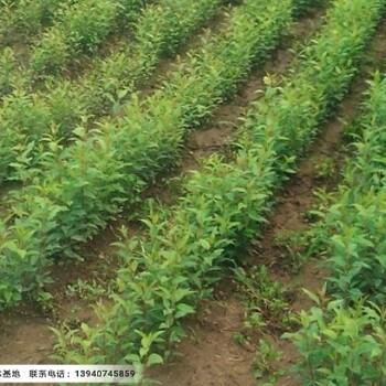 遼寧山丁子種子價(jià)格，批發(fā)山丁子苗惠農(nóng)苗木