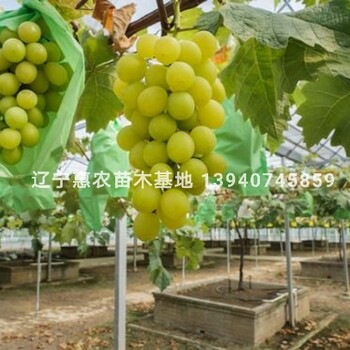 紅巴拉多葡萄苗遼寧惠農(nóng)苗木紅巴拉多葡萄苗成活率