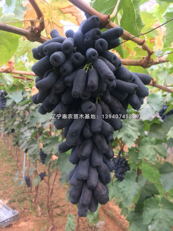 辽宁甜蜜蓝宝石葡萄价格,蓝宝石葡萄苗哪卖好不好