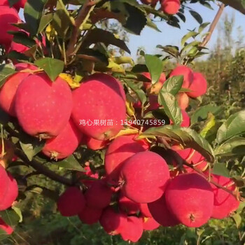 辽宁鸡心苹果苗惠农苗木基地鸡心果树苗