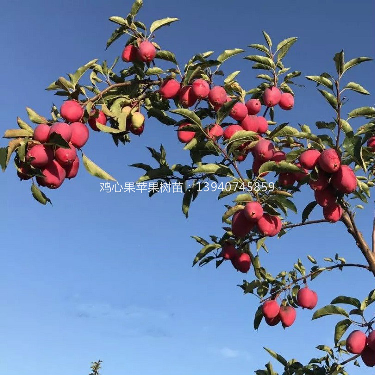 辽宁鸡心果苹果树苗 基地鸡心果苹果树苗