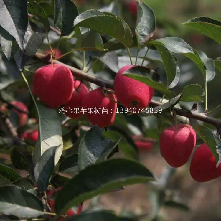 辽宁鸡心苹果苗  两刀鸡心苹果树苗